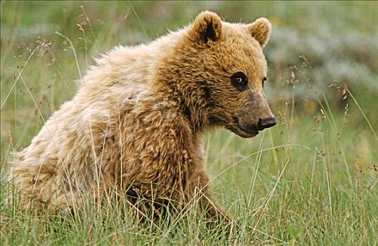 棕熊,坐,德纳利国家公园和自然保护区,阿拉斯加,美国,北美