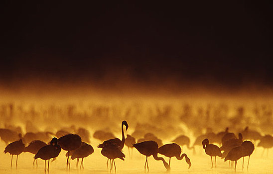 火烈鸟,肯尼亚,非洲