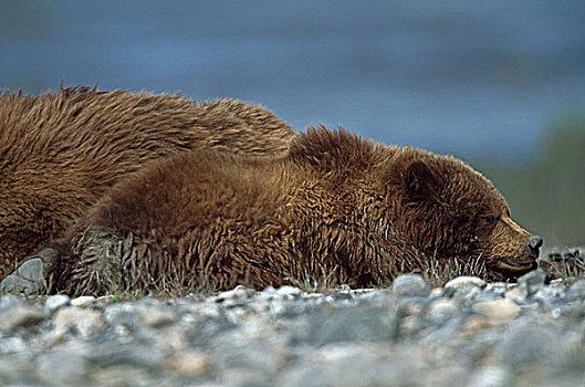 阿拉斯加棕熊,棕熊,幼兽,睡觉,靠近,母兽,阿拉斯加