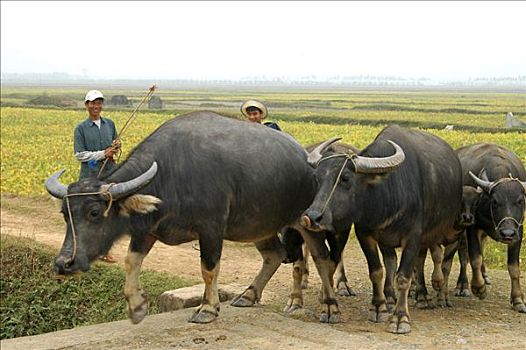 越南人,水,水牛,儿子,越南