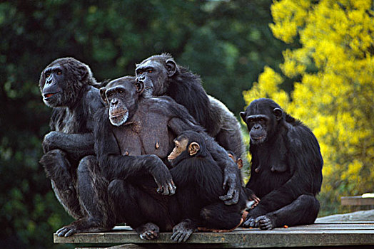 黑猩猩,都柏林,动物园,爱尔兰