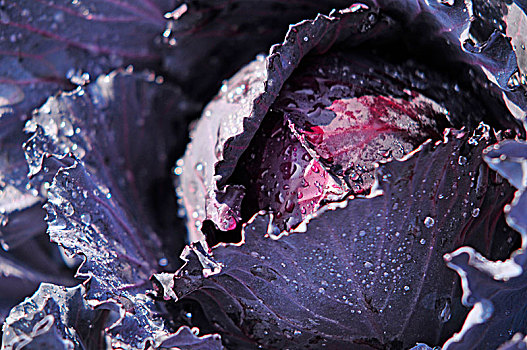 紫球菜
