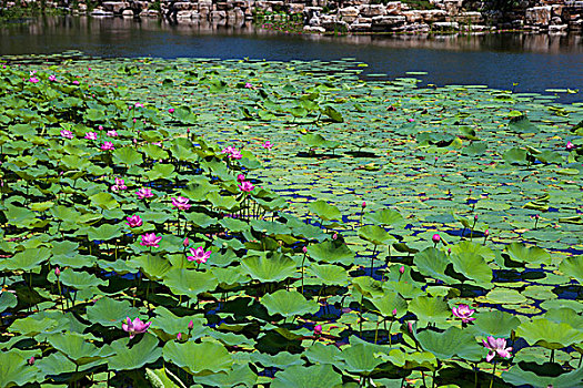 中国古典园林中生长着荷花的池塘