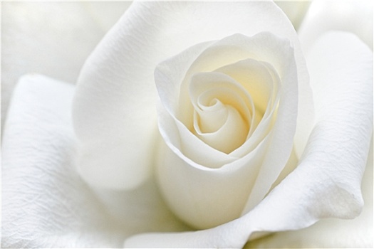 软,白色蔷薇