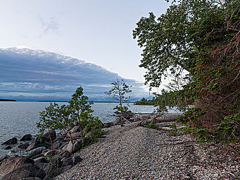 树,石头,海岸线,温尼伯湖,赫克拉火山磨石省立公园,曼尼托巴,加拿大