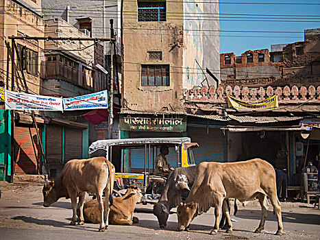 神圣,母牛,人力车,主要街道,比卡内尔,地区,拉贾斯坦邦,印度
