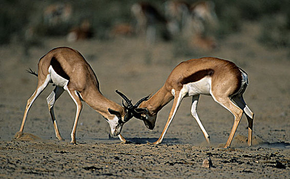跳羚,争斗,雄性,卡拉哈迪大羚羊国家公园,卡拉哈里沙漠,北开普,南非,非洲