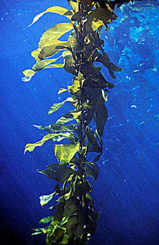 巨大,海藻,加利福尼亚