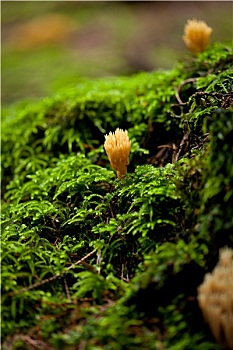 苔藓,森林,自然,特写