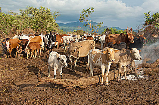 苏尔玛,牧人,牛,牧群,靠近,奥莫,河,山谷,埃塞俄比亚,非洲