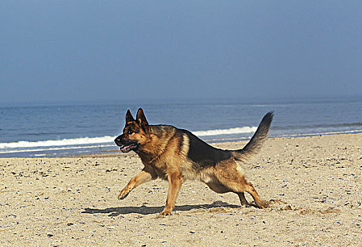 德国牧羊犬,雄性,跑,海滩,诺曼底