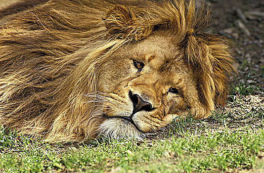 非洲狮,狮子,雄性,休息