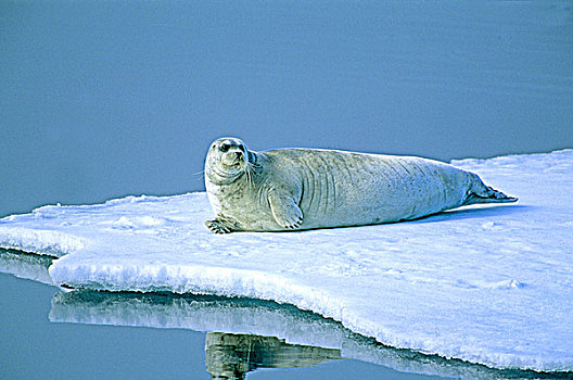 髯海豹,浮冰,斯瓦尔巴特群岛,北极,挪威
