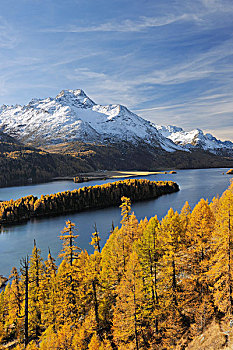 湖,树,秋天,圣莫里茨,地区,恩加丁,瑞士