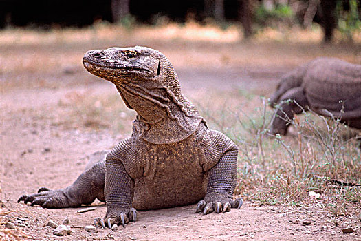 印度尼西亚,科莫多岛,特写,科摩多巨蜥