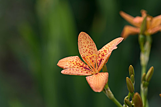 鸢尾花