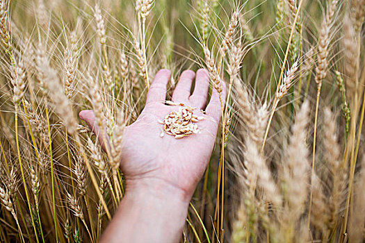 特写,握着,小麦,农场