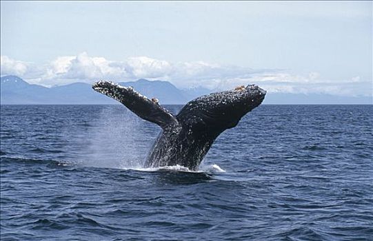 驼背鲸,大翅鲸属,鲸鱼,鲸跃,弗雷德里克湾,阿拉斯加