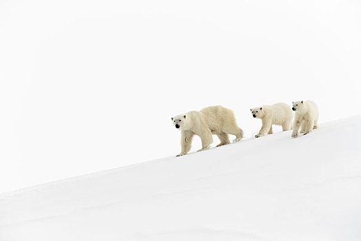 北极熊,动物,15个月,老,幼兽,走,雪中,杂乱无章,巴芬岛,努纳武特,加拿大,北美