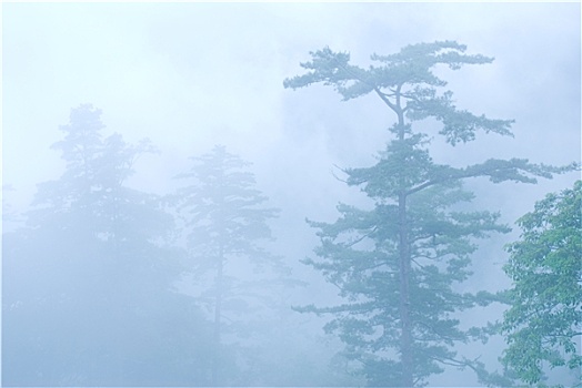 雾,自然,树林
