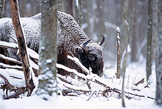 欧洲野牛,遮盖,雪