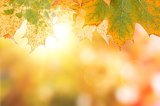秋天,枫树,离开,背景