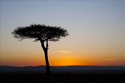 剪影,黄昏,马赛马拉国家保护区,肯尼亚