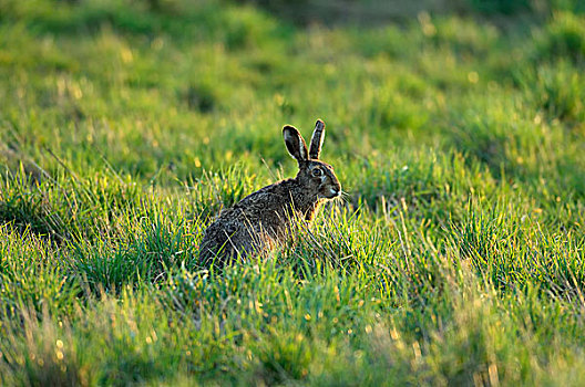 野兔,欧洲野兔,草,北莱茵威斯特伐利亚,德国,欧洲