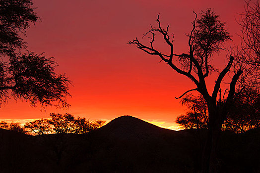 日落,上方,大草原,区域,纳米比亚,非洲