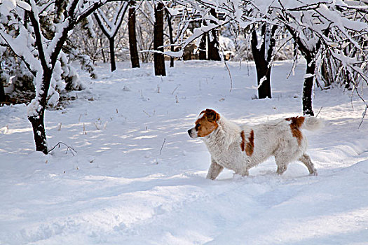 在白色雪地中奔跑着一只白黄花的小狗