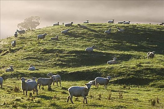绵羊,城镇,新西兰