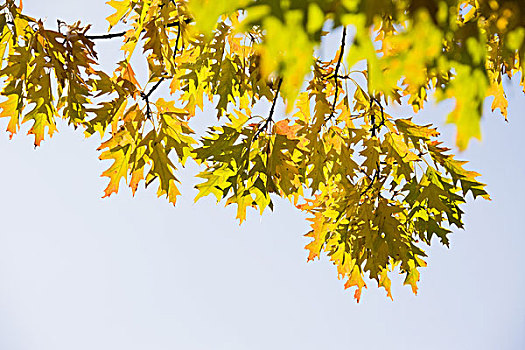橡树,枝条,叶子,天空,秋天