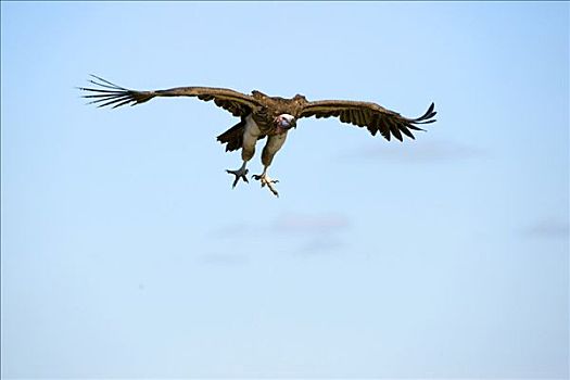 肉垂秃鹫,飞行,肯尼亚,东非