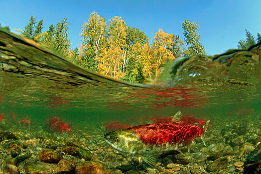 红大马哈鱼,红鲑鱼,亚当斯河,错层式房屋,省立公园,不列颠哥伦比亚省,加拿大,北美