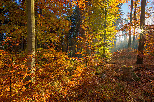 彩色,硬木,树林,太阳,秋天,奥登瓦尔德,黑森州,德国