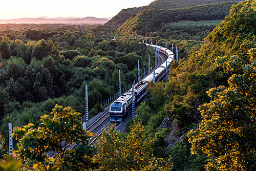 森林火车