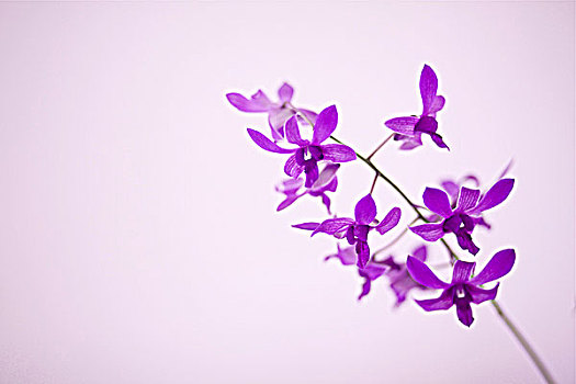 夏威夷,考艾岛,紫色,兰花,粉色,工作室,背景