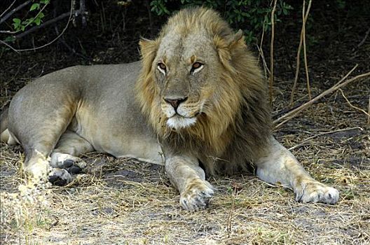 专注,雄性,狮子,萨维提,国家公园,博茨瓦纳