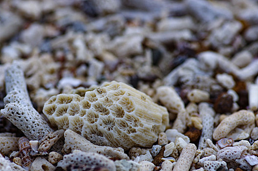 贝壳,碎石,珊瑚,螺壳,碎片,沙,沙粒,沙滩,海滩,海岸,岸,砂石,沙子,颗粒,碳酸钙,钙化物,海洋,丰富,种类