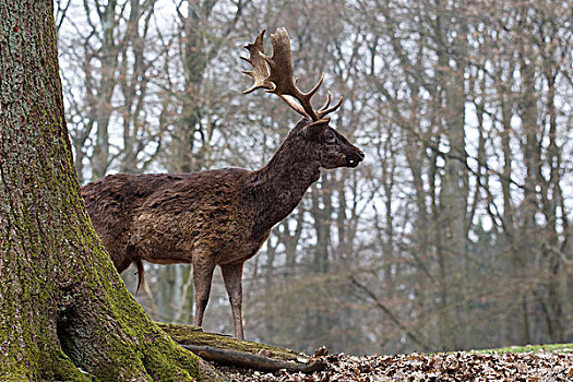 扁角鹿,黇鹿,野生动植物园,莱茵兰普法尔茨州,德国,欧洲