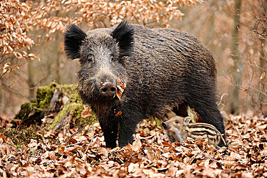 野猪,母猪,小猪,围挡,北莱茵-威斯特伐利亚,德国,欧洲