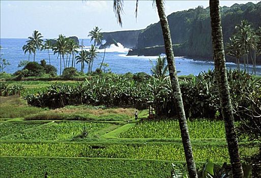 夏威夷,毛伊岛,芋头,香蕉,地点,景色,热带,海岸
