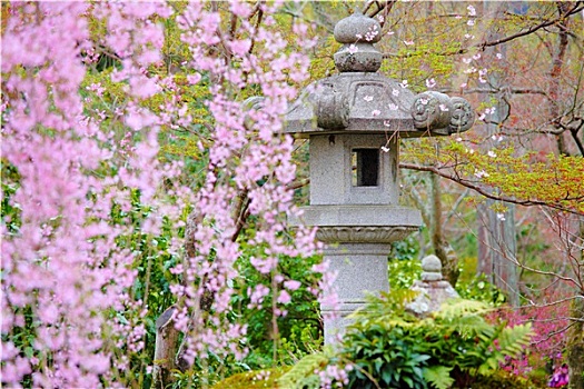 日式庭园,石灯笼,哭,樱花