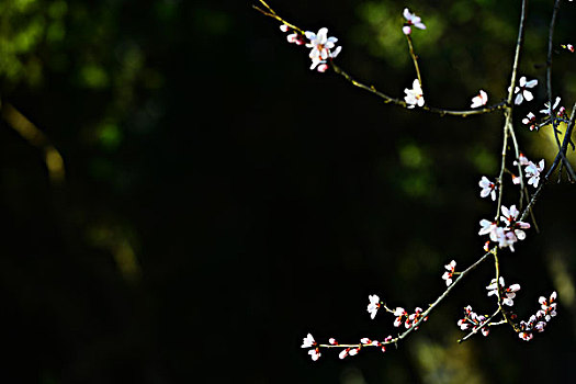 春天的花