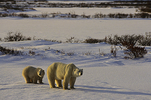 加拿大,曼尼托巴,丘吉尔市,区域,北极熊,雌性,幼兽