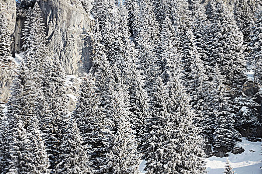 俯拍,积雪,山林,巴伐利亚,德国