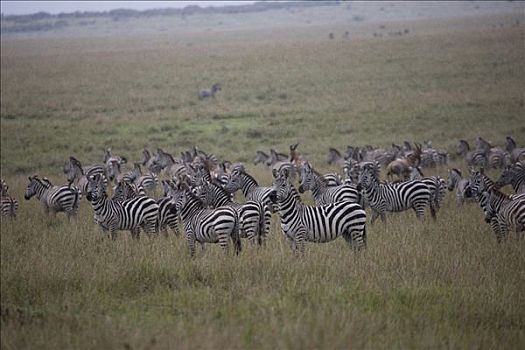 牧群,斑马,地点,马赛马拉国家保护区,肯尼亚