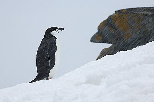 帽带企鹅,阿德利企鹅属,雪中,半月,岛屿,南设得兰群岛,南极