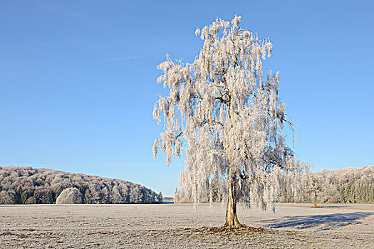 桦树,桦属,遮盖,白霜,巴登符腾堡,德国,欧洲