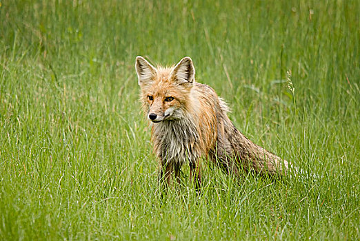 红狐,狐属,国家公园,萨斯喀彻温,加拿大